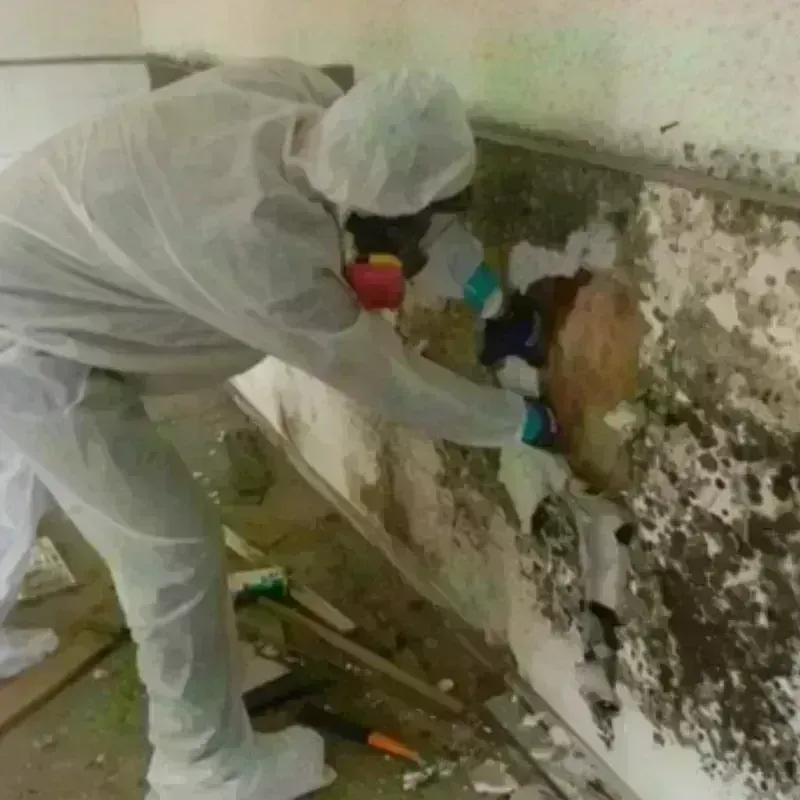 Mold Remediation and Removal in Marshall County, TN